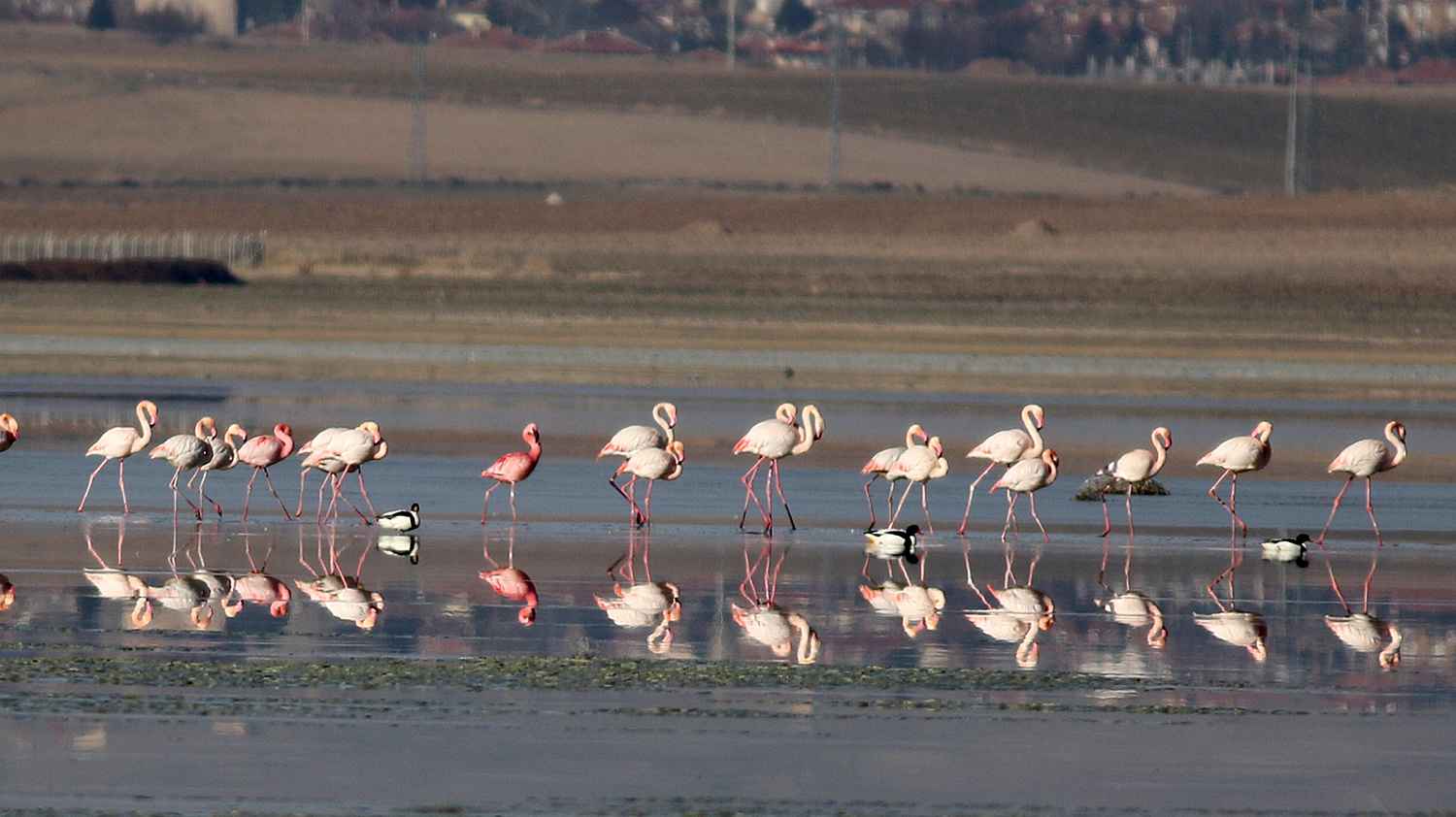 Lesser Flamingo